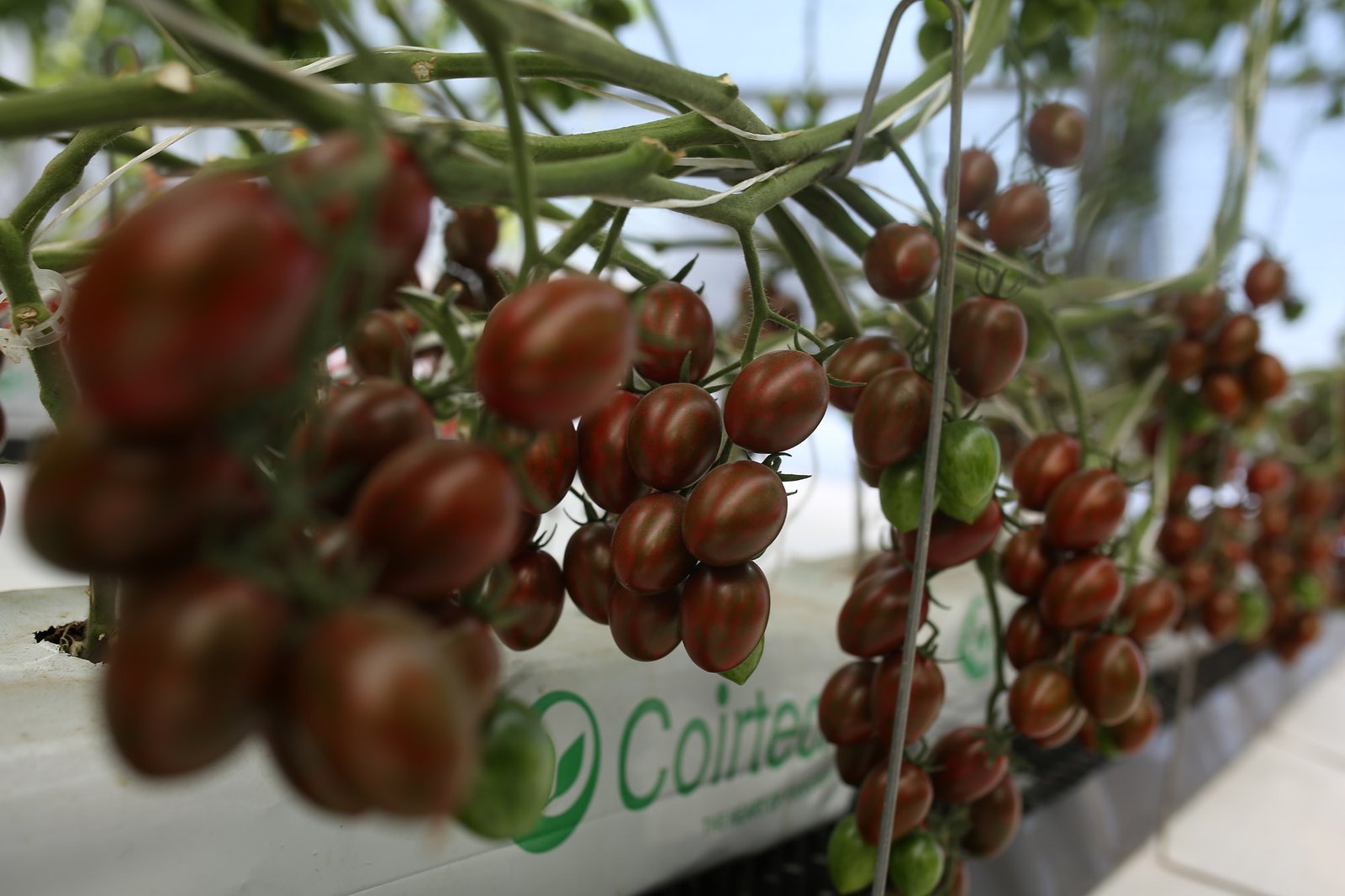 Tomato  Tomato Seeds F-1 Hybrid US-999 (Determinate) – Urja Seeds